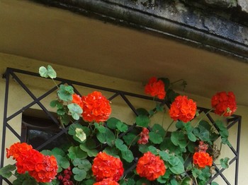 les incontournables géraniums