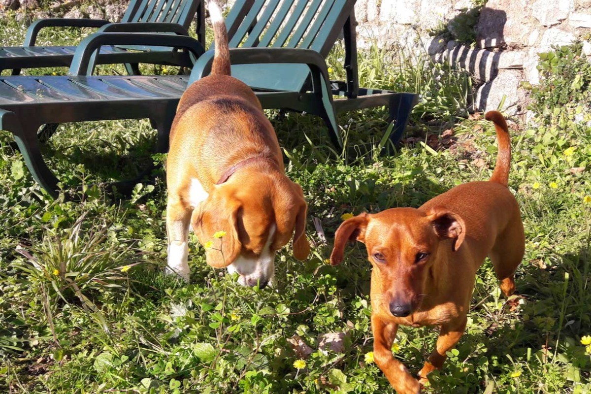 ANIMAUX BIENVENUS