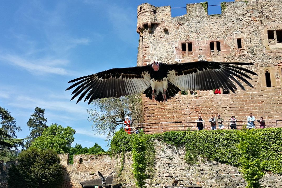 Volerie des aigles Kintzheim(14 km)