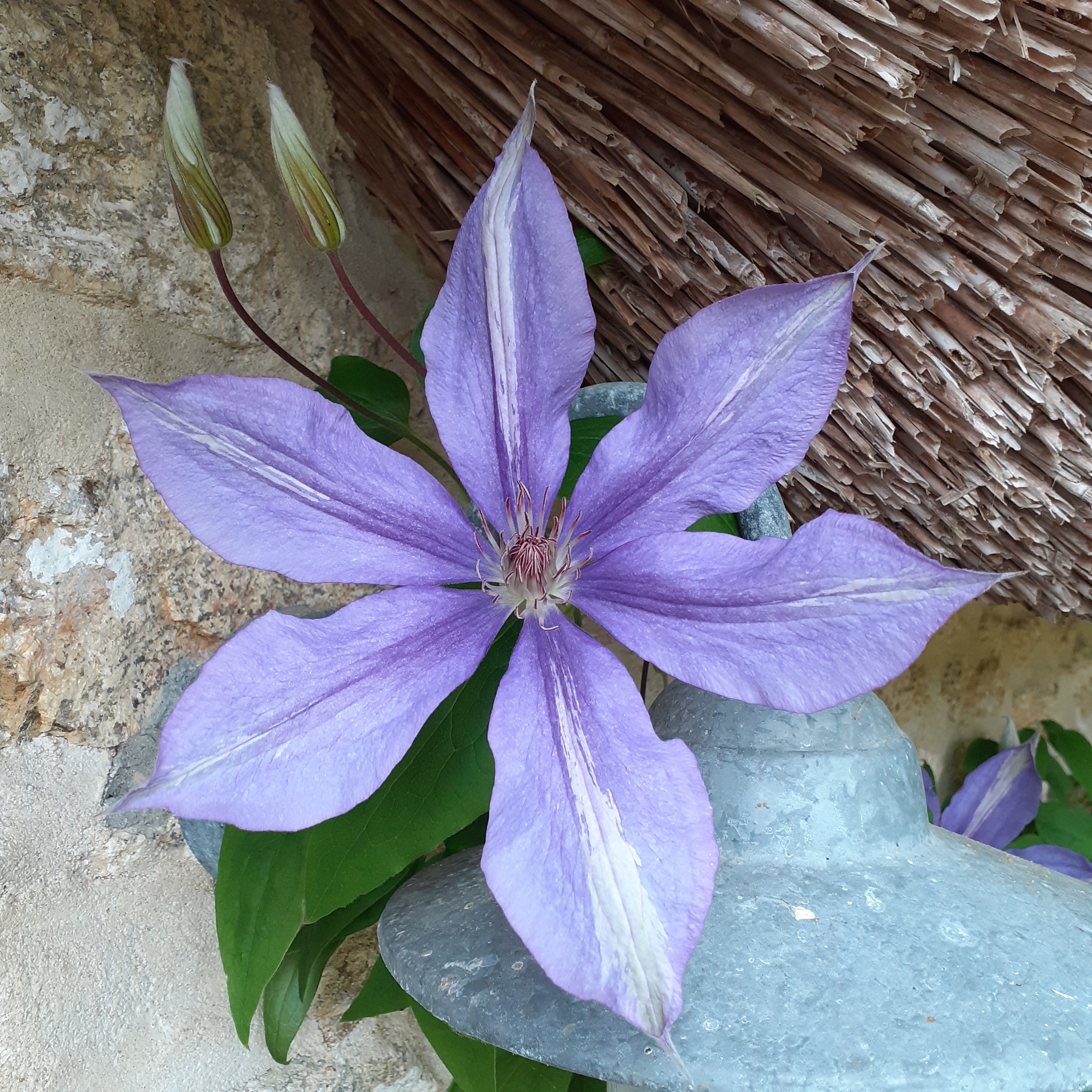 au jardin de BrAd en Brière