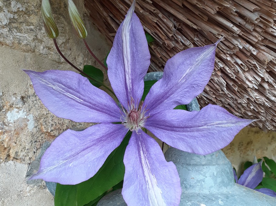 au jardin de BrAd en Brière