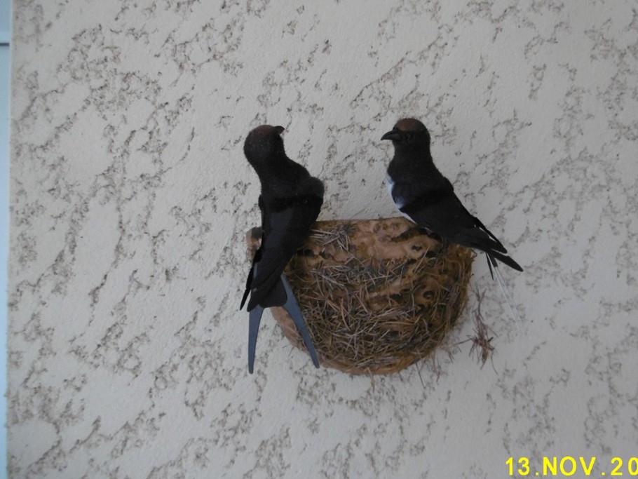 les hirondelles de la Loire