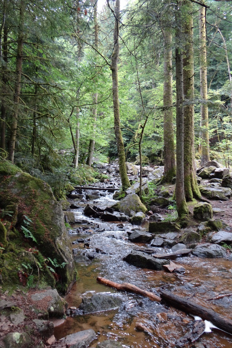 balade en forêt sur place - Vosges
