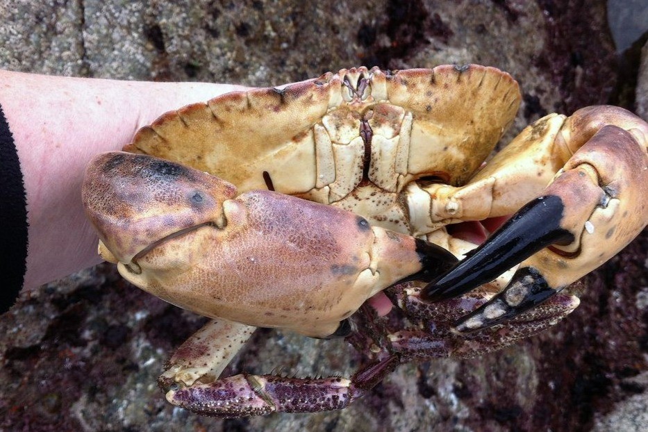 La pêche lors des Grandes Marées