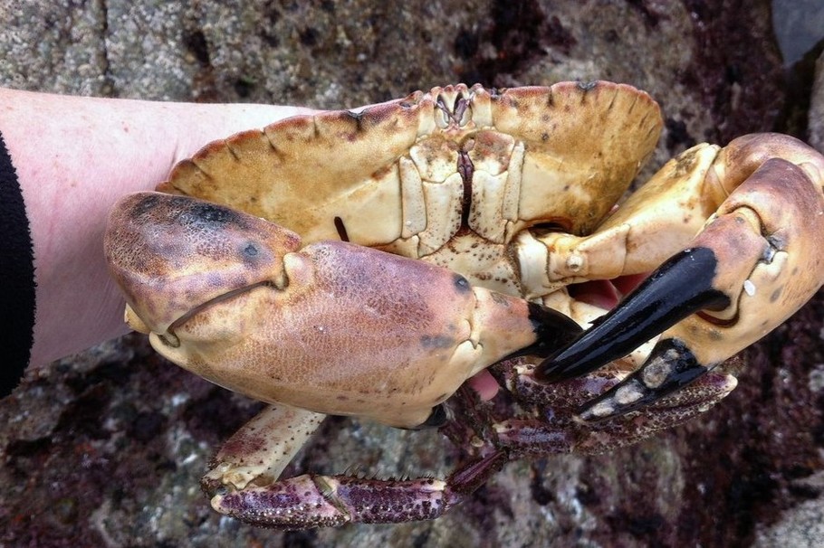 La pêche lors des Grandes Marées