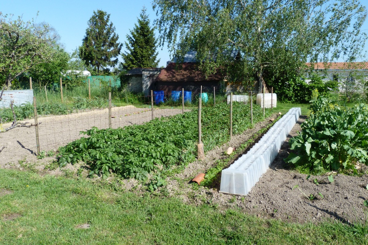 Potager au printemps