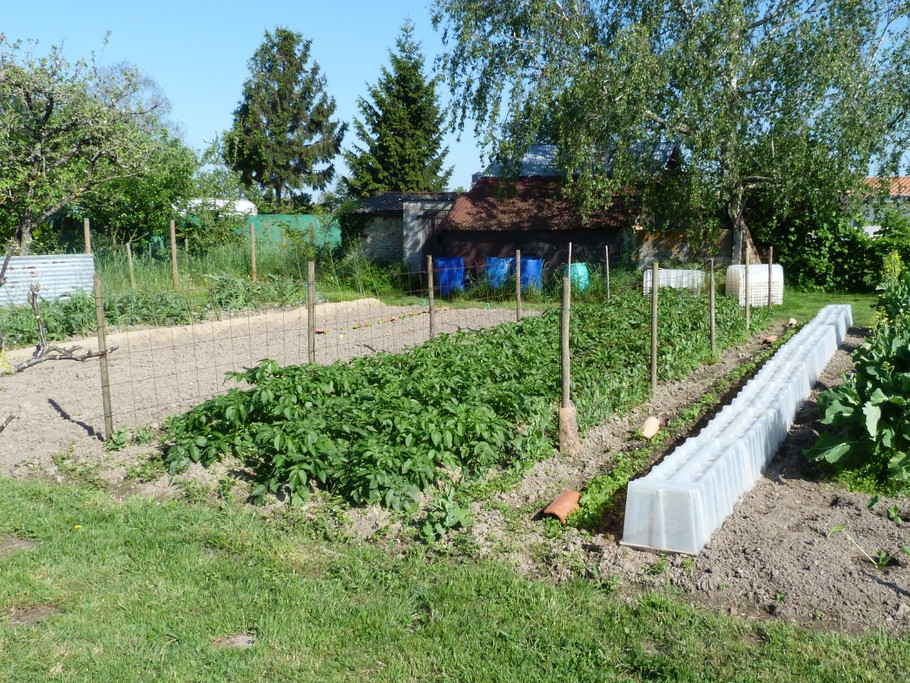Potager au printemps