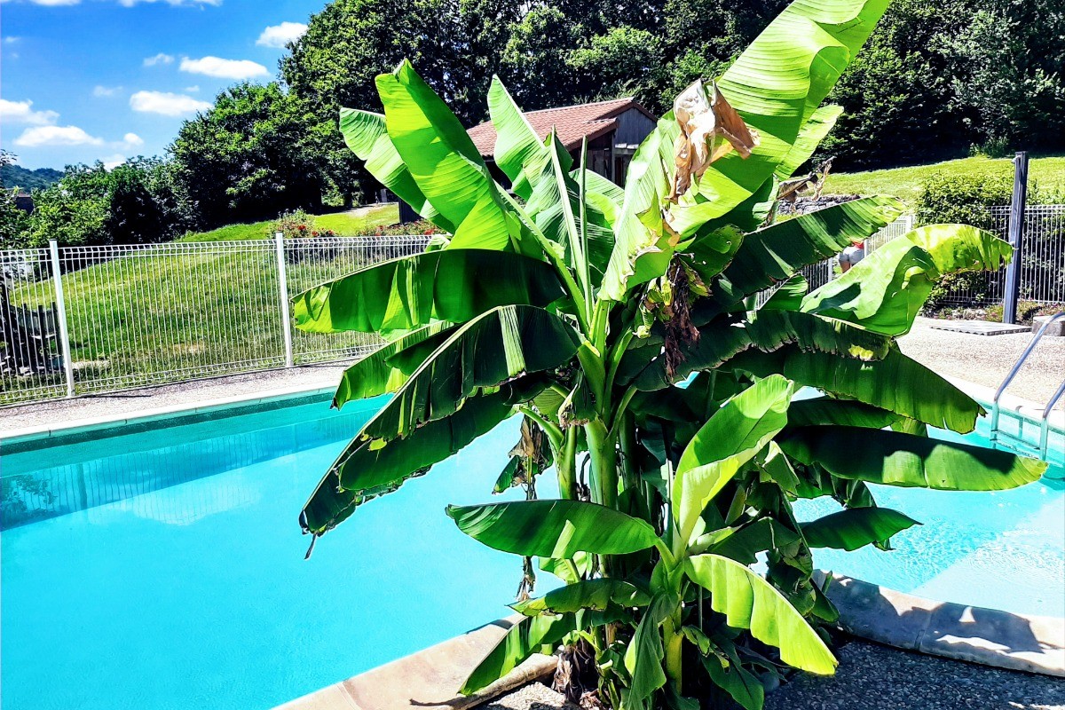 piscine panoramique avec son bananier