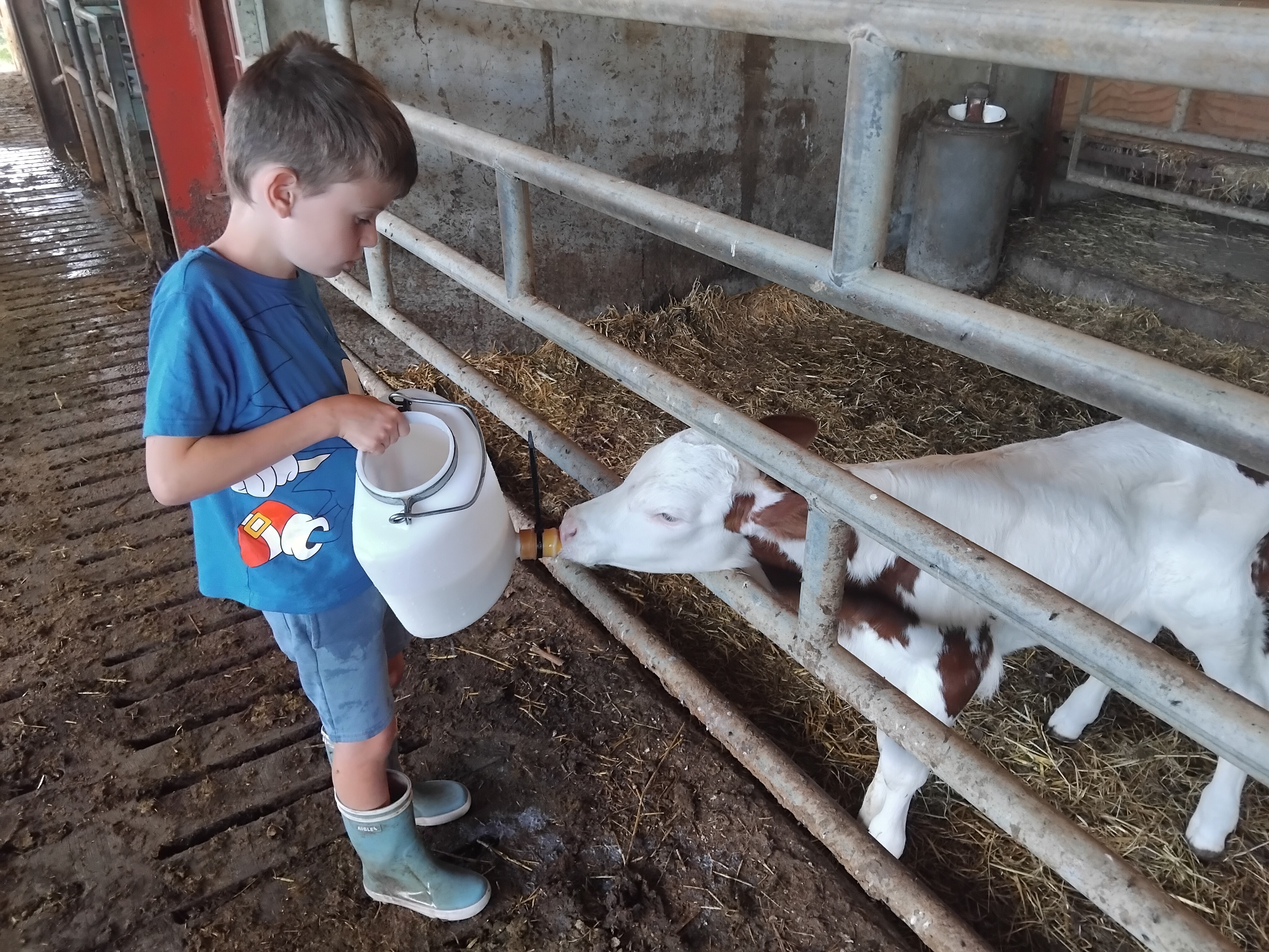 activités à la ferme,nourrir les veaux