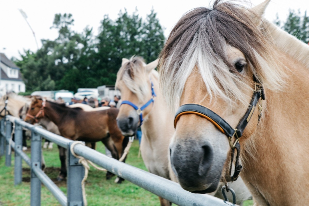 Foire de Lessay en septembre