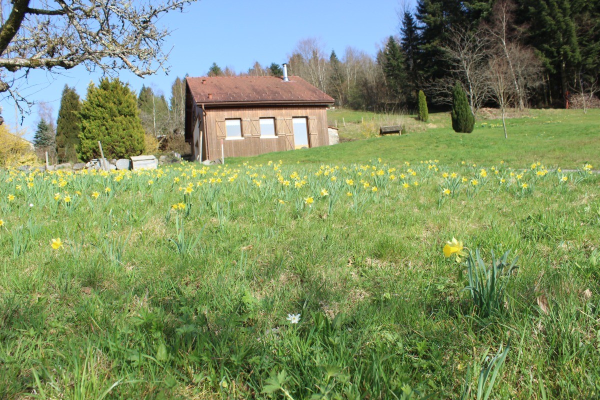 la Remise parmi les jonquilles