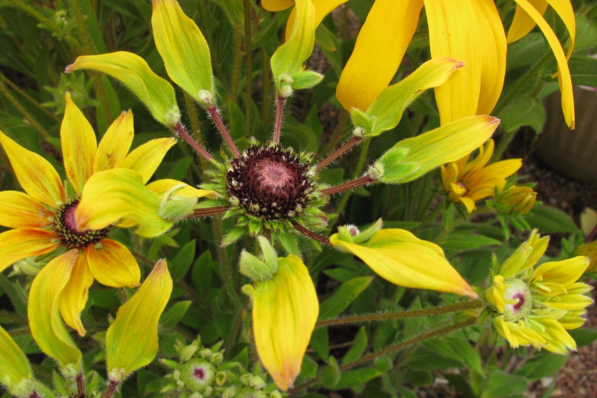 Fleurs du Jardin