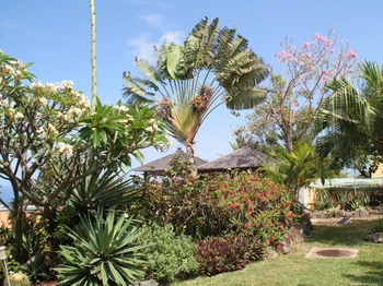 Jardin tropical de 2200 m², 1re Prix Jardins paysagés 2016