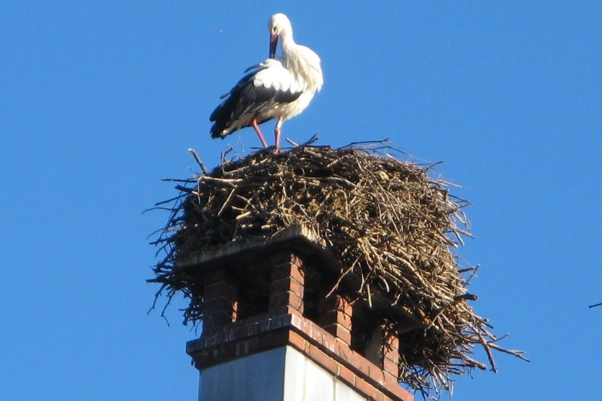 Nos cigognes à Munster