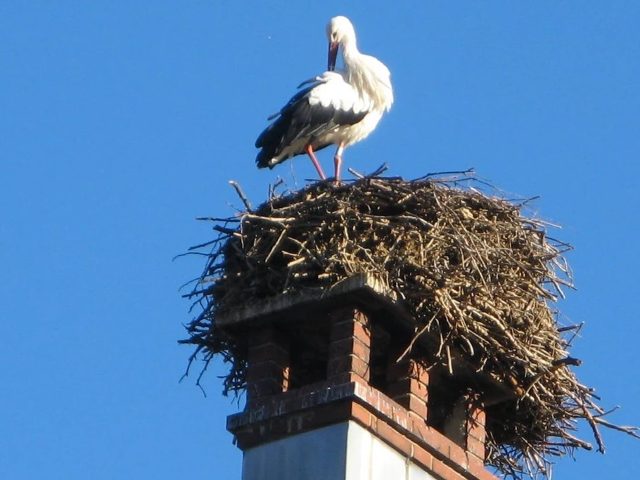 Nos cigognes à Munster