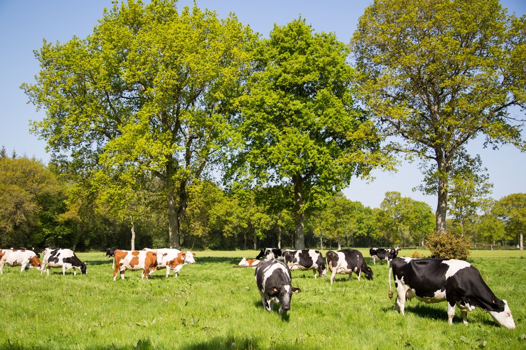 De retour au gite, n'hésitez pas à venir assister à la traite des vaches