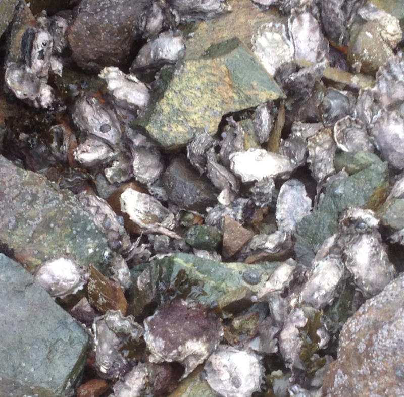 Mon coin à huitres à 10 minutes à pied de la maison