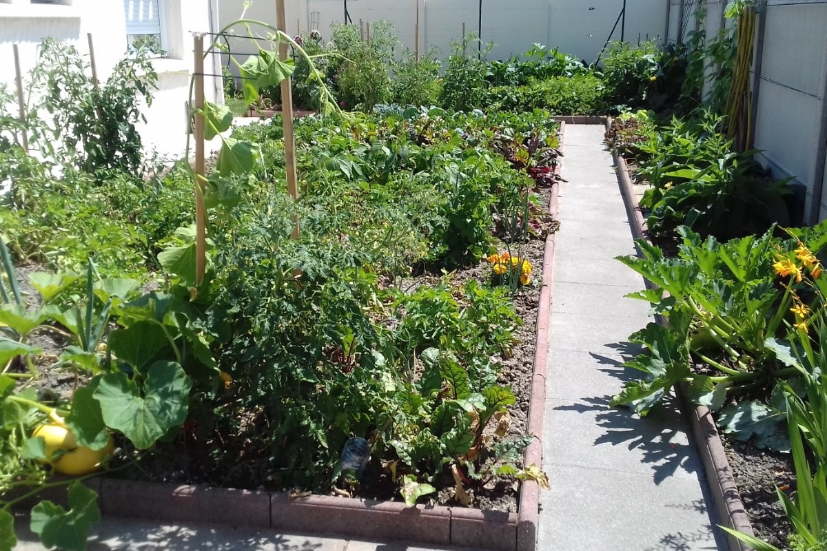 Mon jardin potager