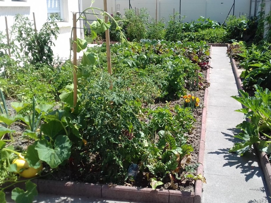 Mon jardin potager