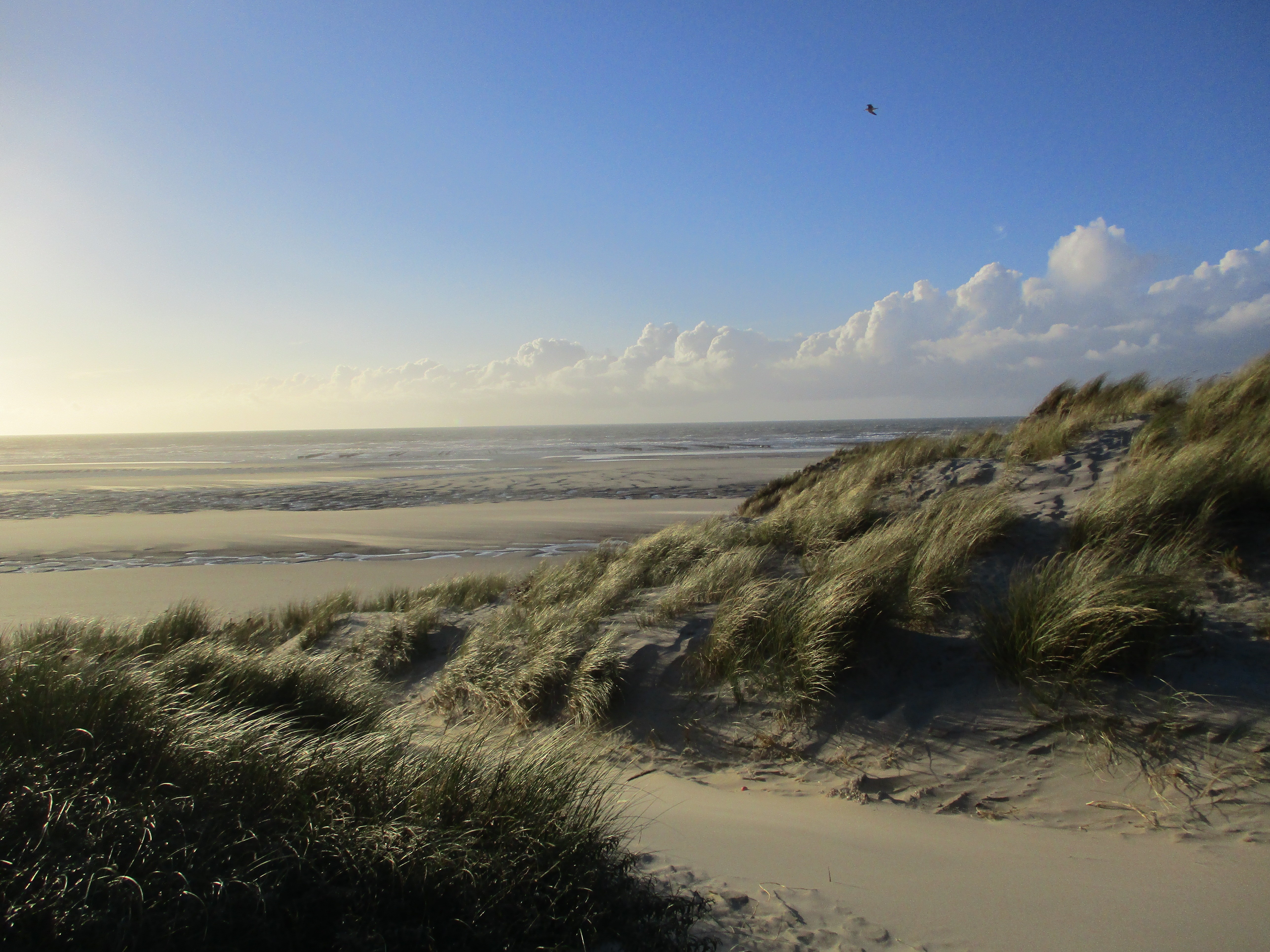dunes