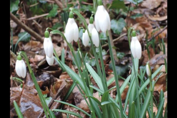 Au jardin en janvier