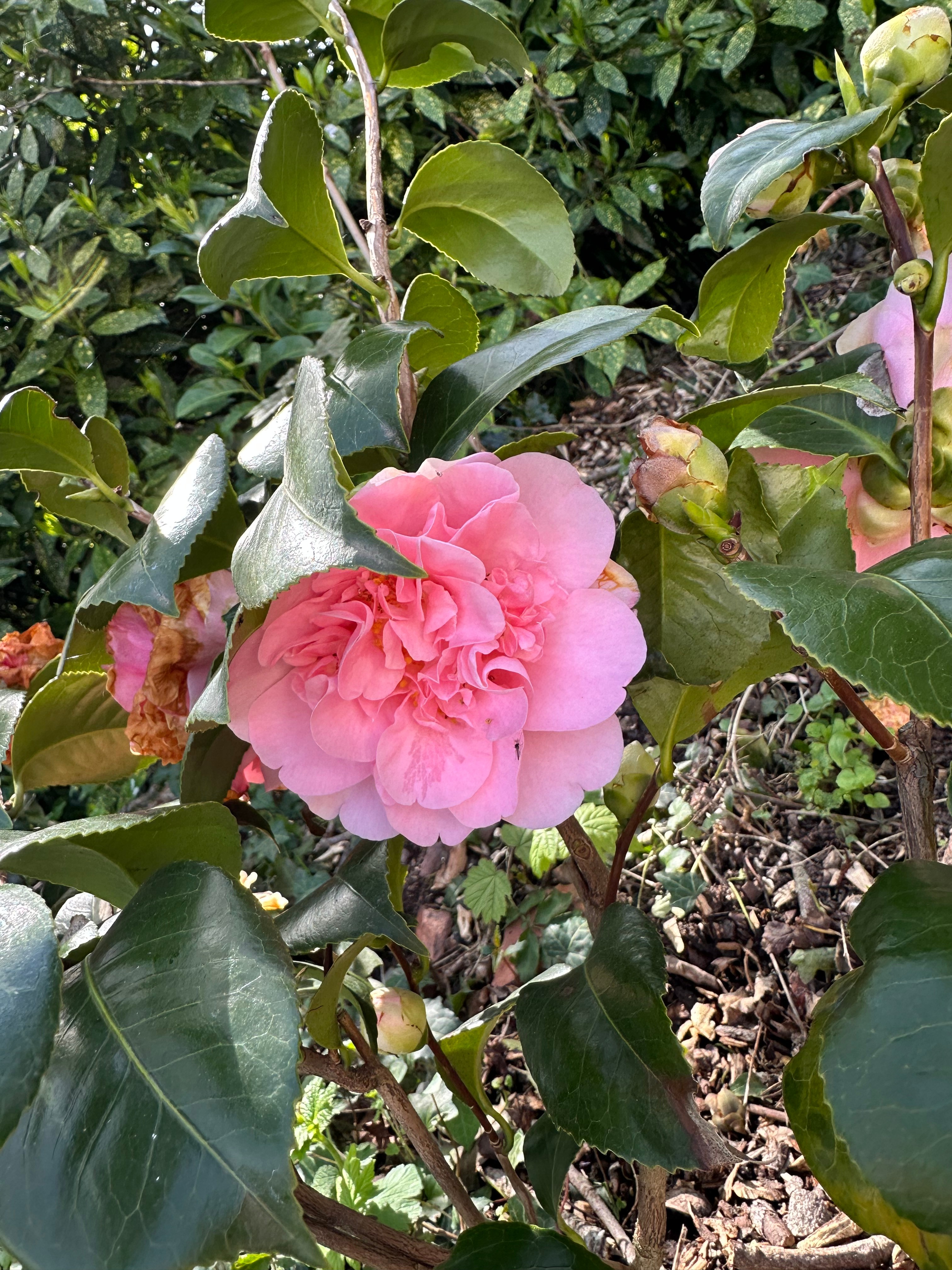 Flowers from the garden at Domaine de la Bergerie, Lapugnoy, Pas-de-Calais
