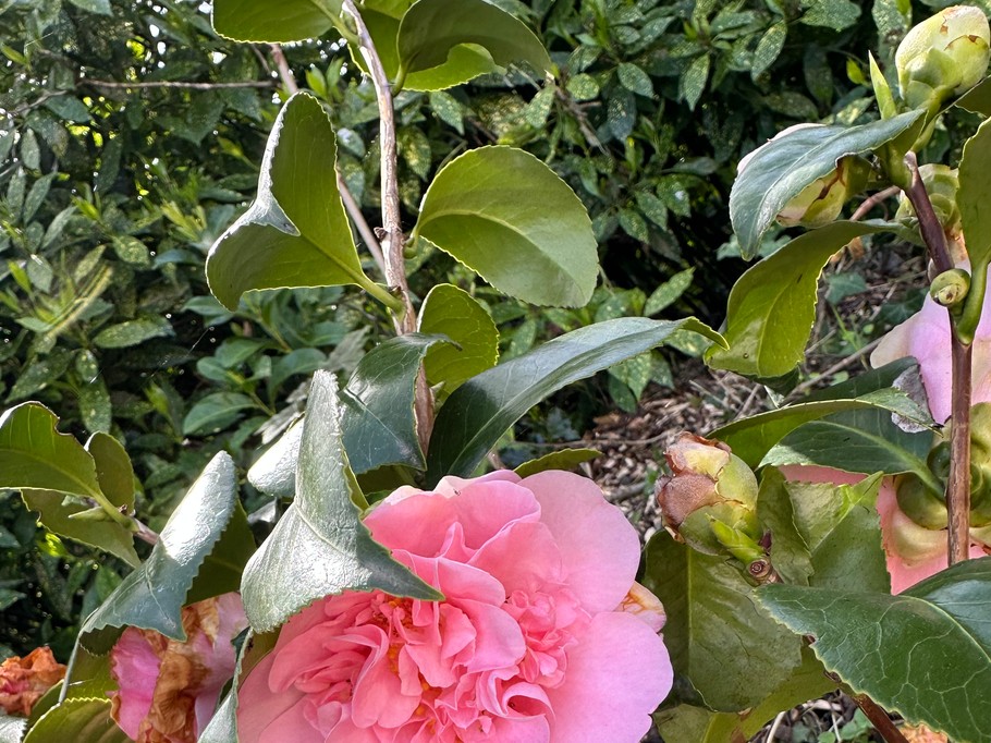 Flowers from the garden at Domaine de la Bergerie, Lapugnoy, Pas-de-Calais