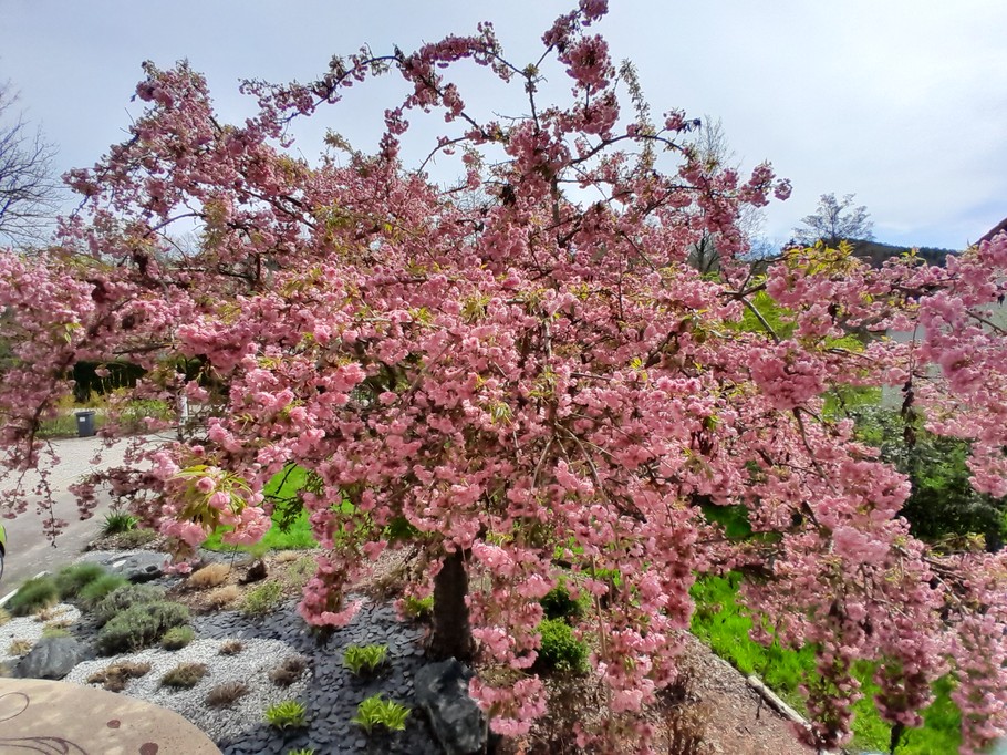 Printemps - Le P'tit Nid sous le Chêne