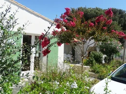 les arbres en fleurs l 'été