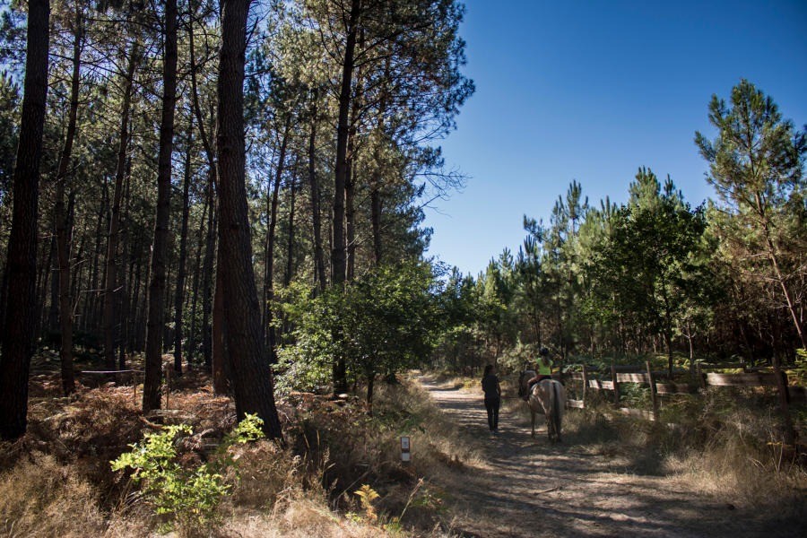 Forêt des Landes proche du gîte