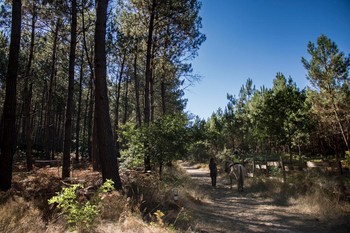 Forêt des Landes proche du gîte