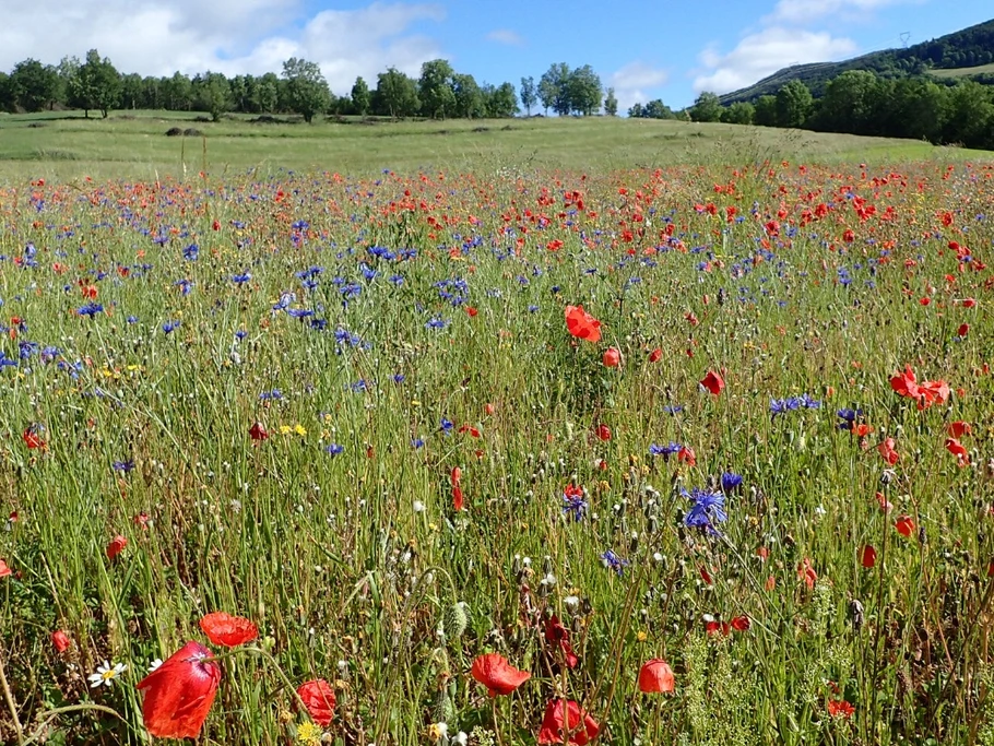 gite d'Appolline fleurs d'été
