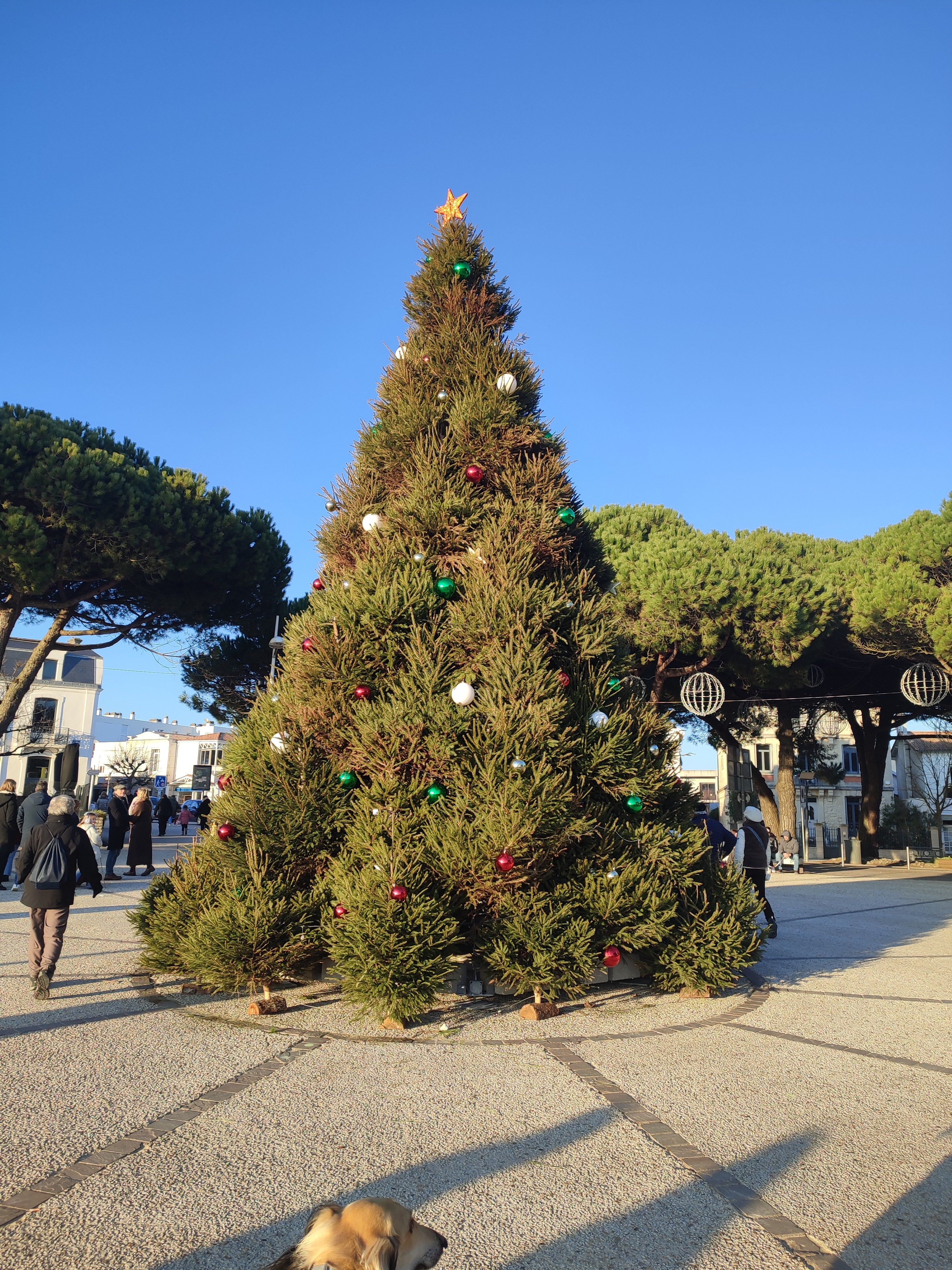 Le sapin de St Palais sur Mer