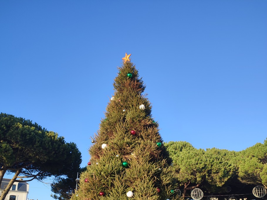 Le sapin de St Palais sur Mer
