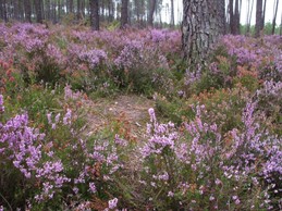 Image n° 4 de la location