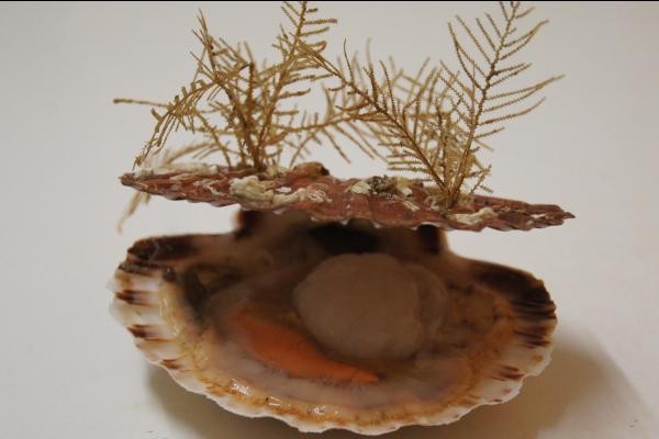 superbe coquille saint jacques de la Baie de Seine
