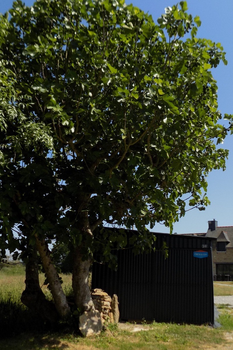 Le figuier de "La Maison Au Figuier"