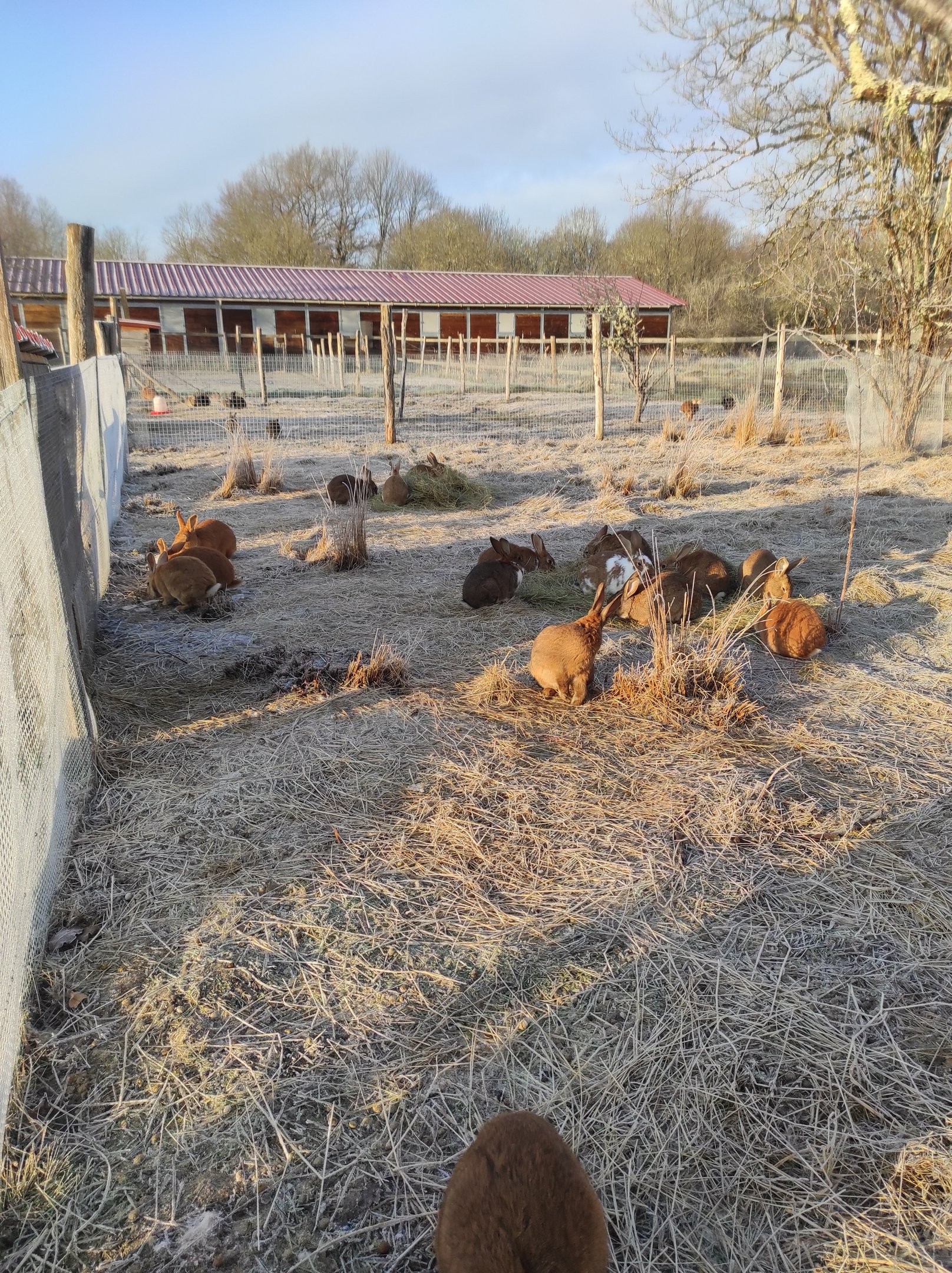 Élevage de lapin agriculture biologique, en plein air et à l'herbe.