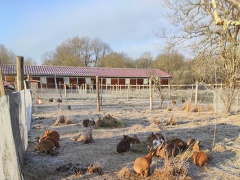 Élevage de lapin agriculture biologique, en plein air et à l'herbe.