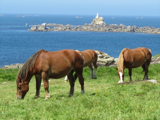 Gîte de Kerguinou, St-Pabu, Terre & Mer  - côte touristique et chevaux de trait breton .