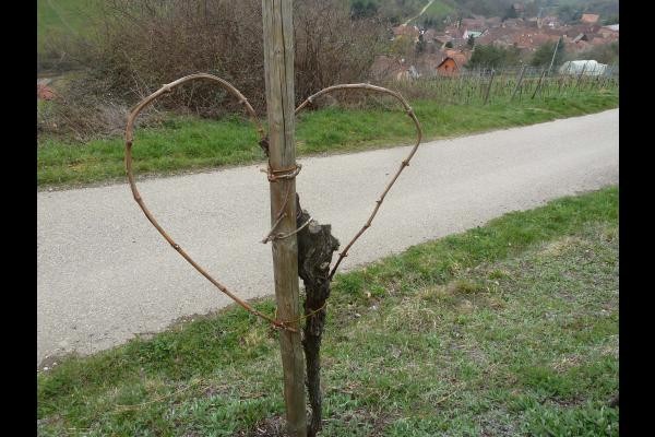 Vigne en coeur