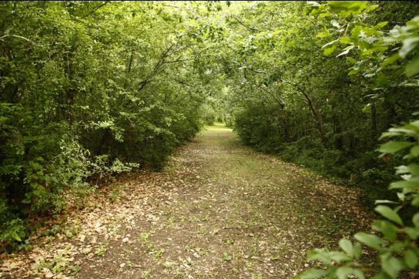 Une allée du parc