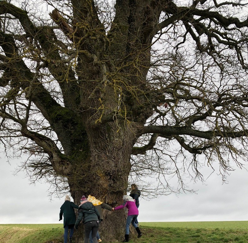 le chène séculaire en haut du village