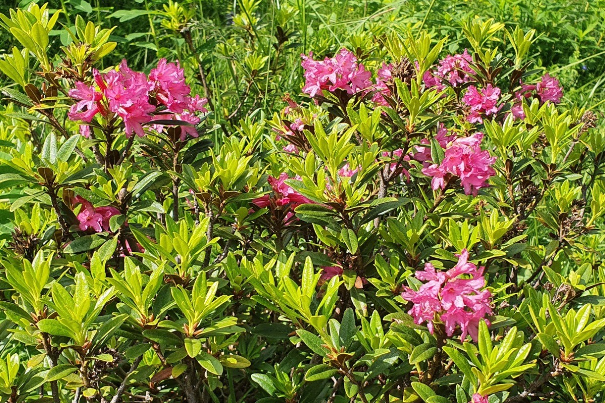 Rhododendrons fin juin