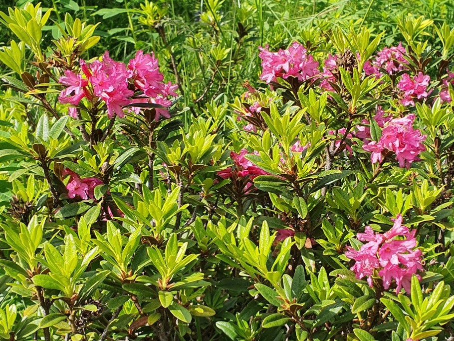Rhododendrons fin juin