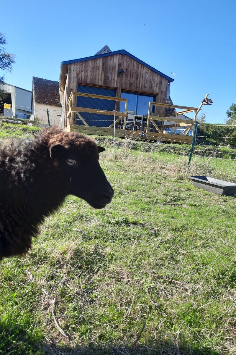 Les animaux comme moutons et chèvres sont à proximité