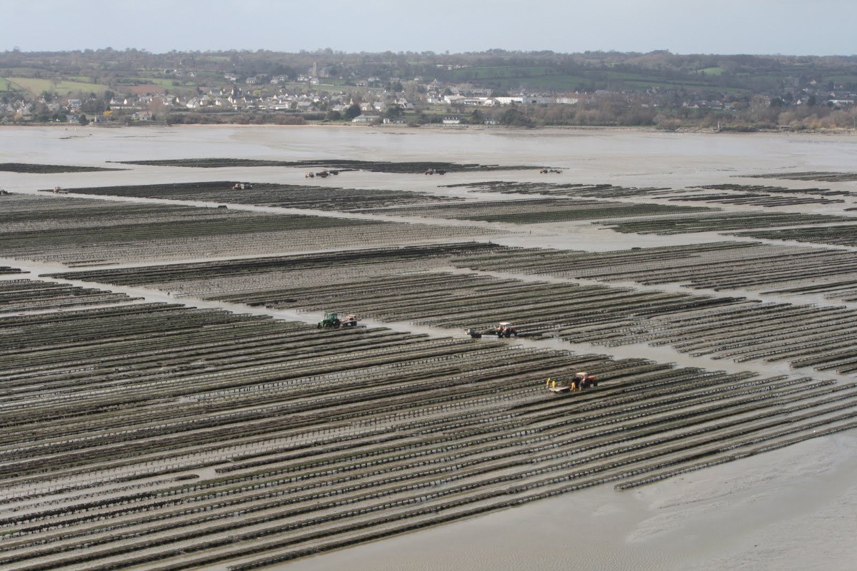 Parcs à huitres de St Vaast
