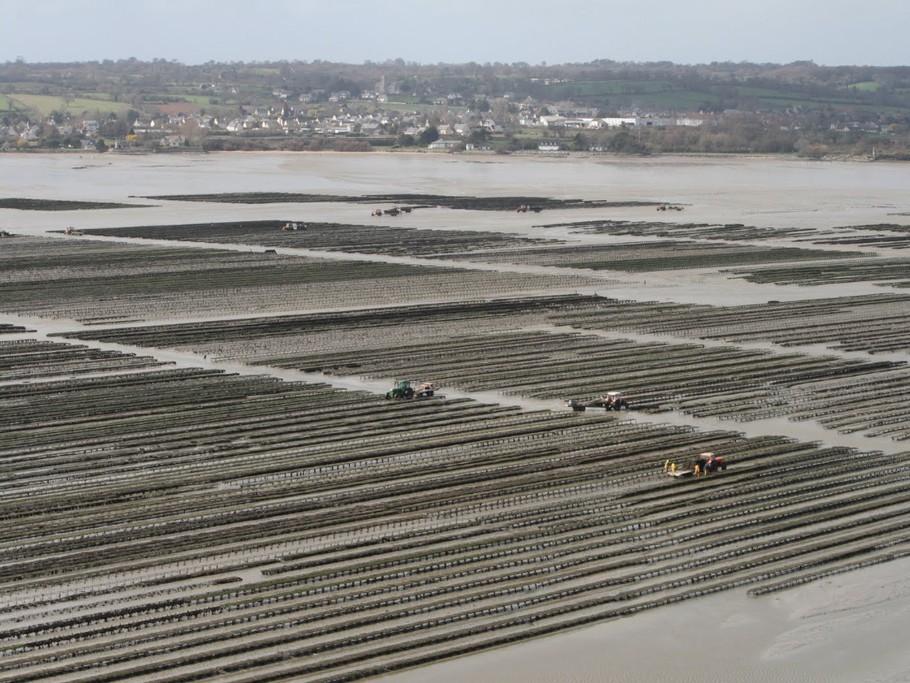 Parcs à huitres de St Vaast