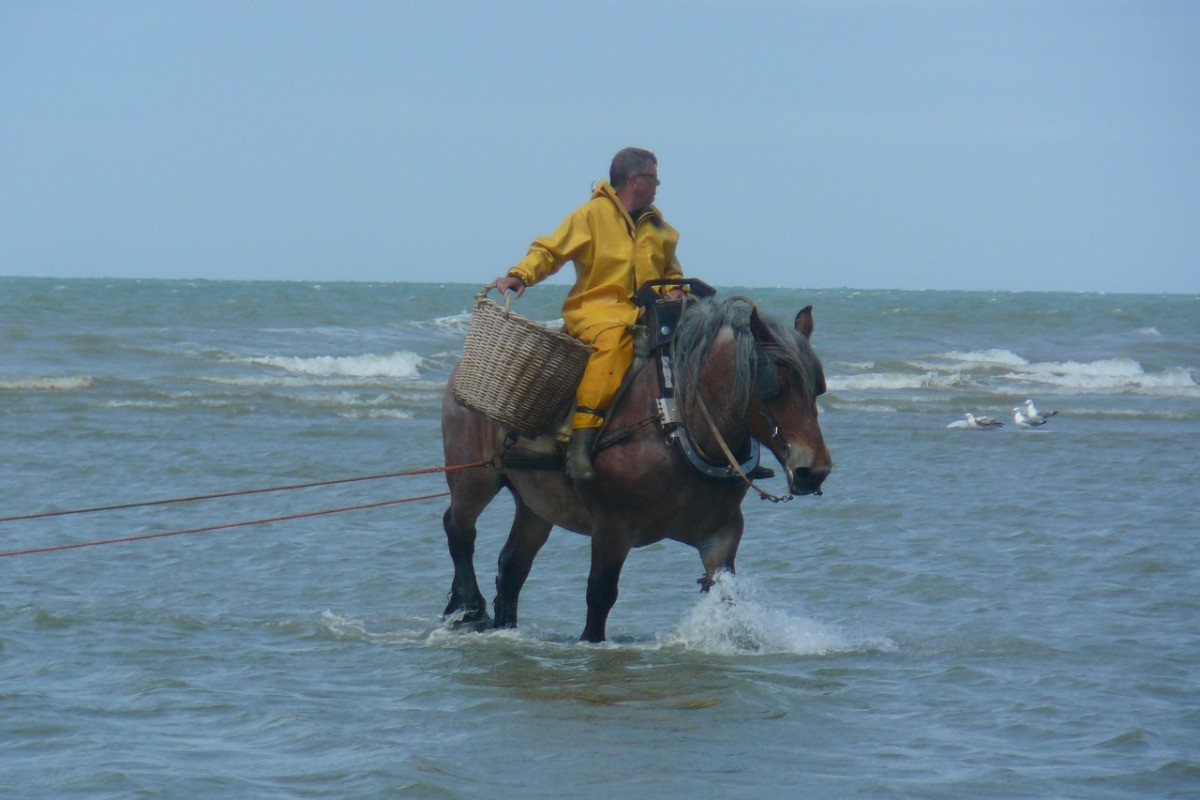 pêche de la crevette à l'ancienne