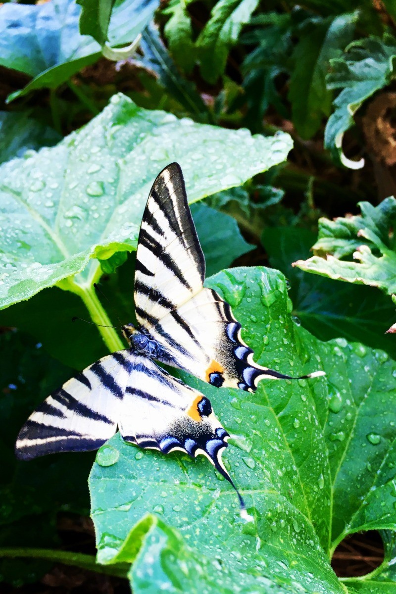 Ici, nous cherchons à valoriser la biodiversité. La Cordillière est d'ailleurs officiellement "Refuge LPO"